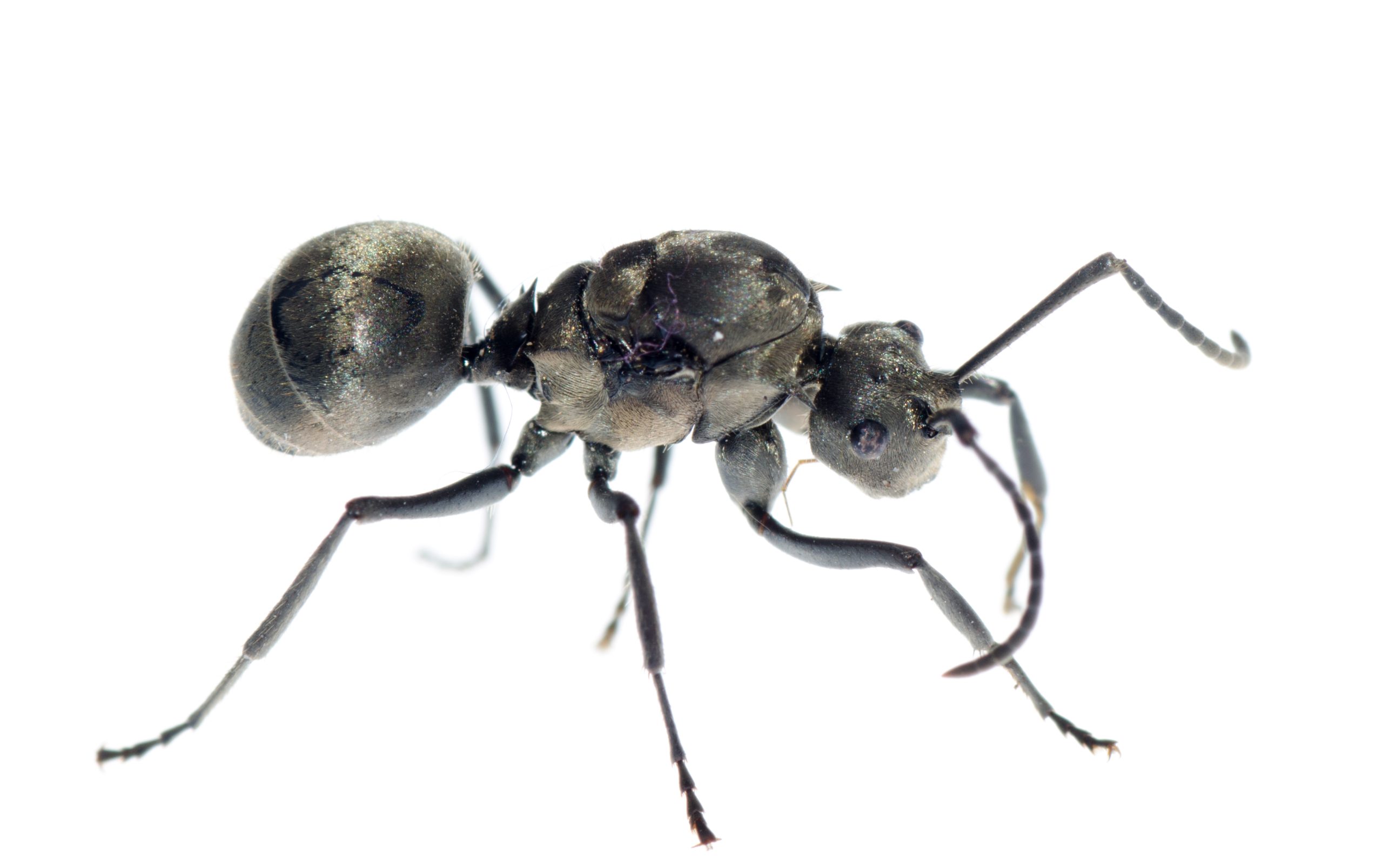 drevokazný mravec drevokazný hmyz červotoč